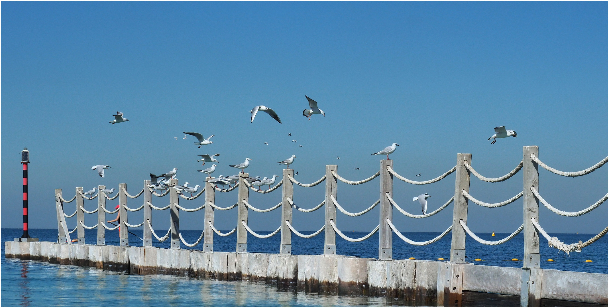 Mon coin à mouettes…