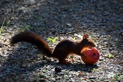 Mon fruit préféré