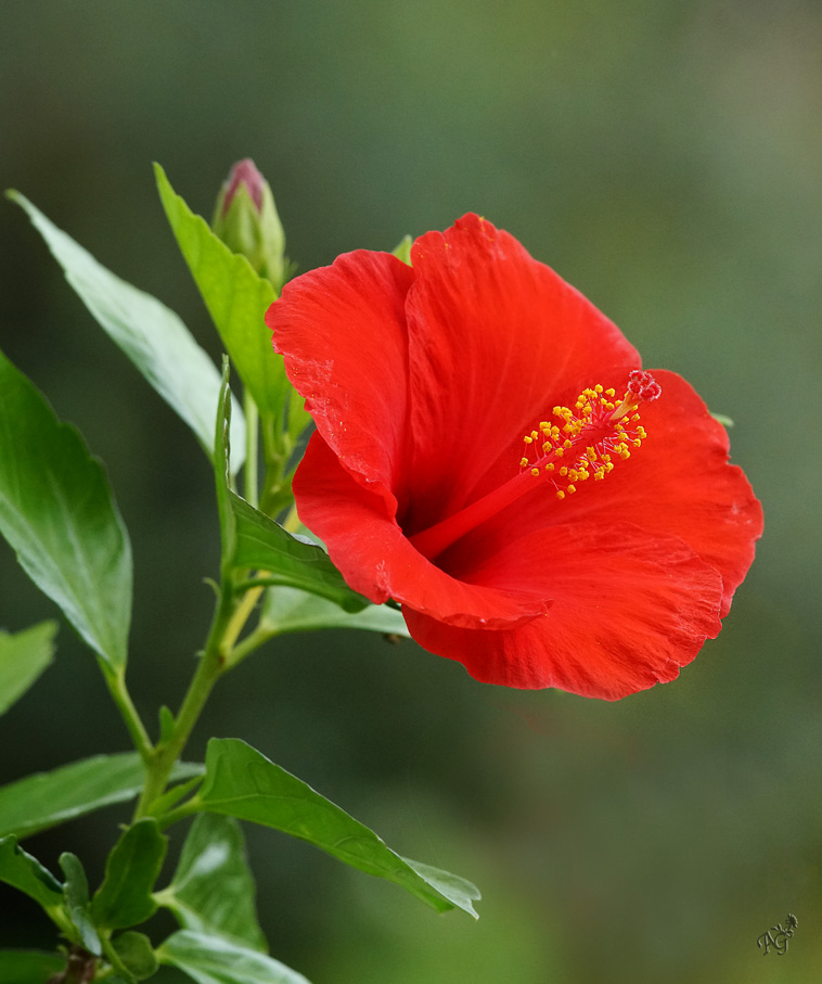 Mon hibiscus .....