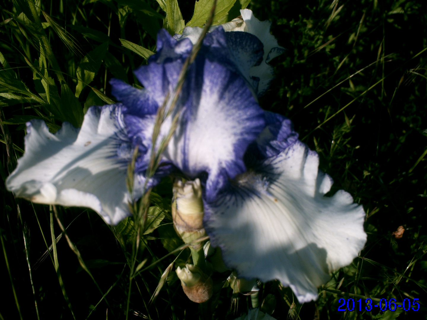 mon iris