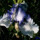 mon iris
