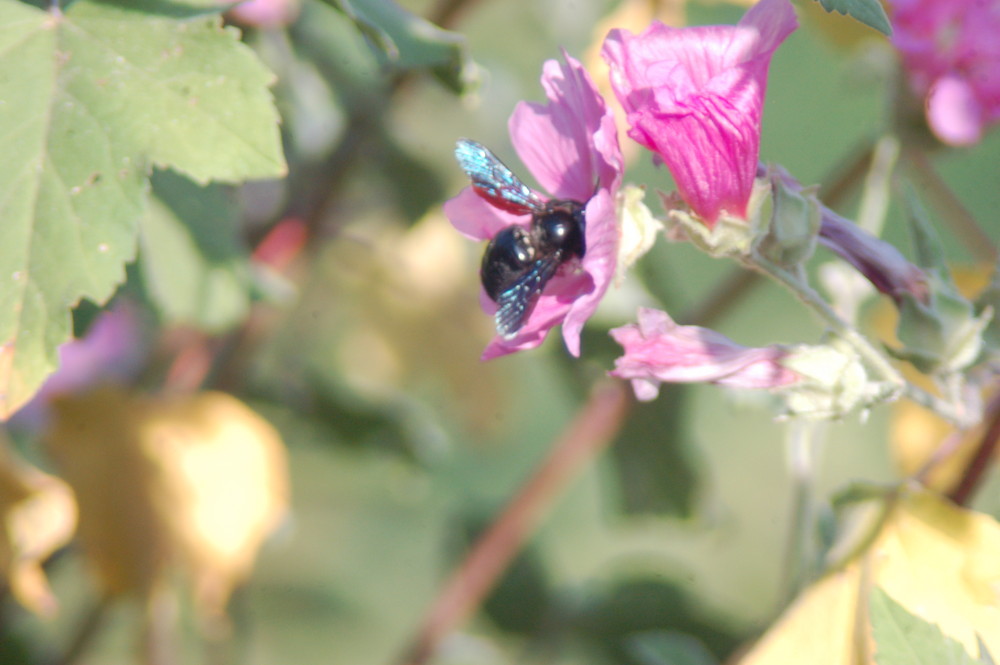 mon jardin