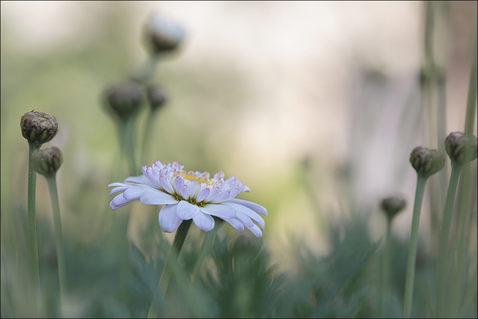 Mon jardin