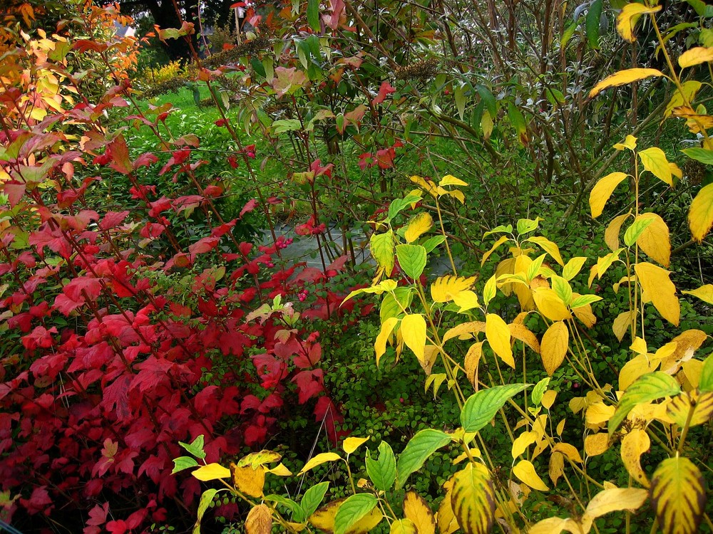 Mon jardin d'automne