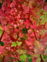 Mon jardin d'automne 10