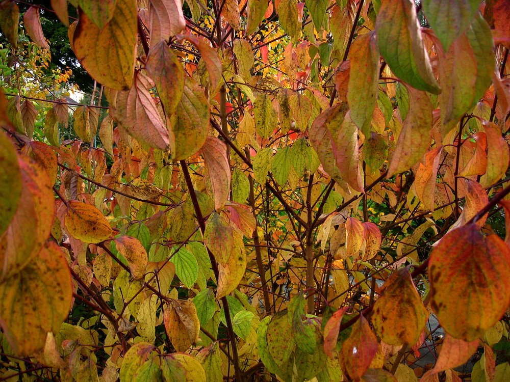 Mon jardin d'automne2