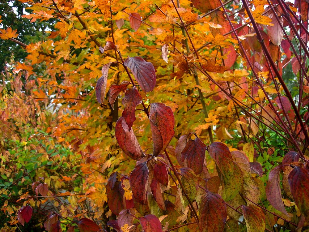 Mon jardin d'automne3