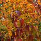 Mon jardin d'automne3