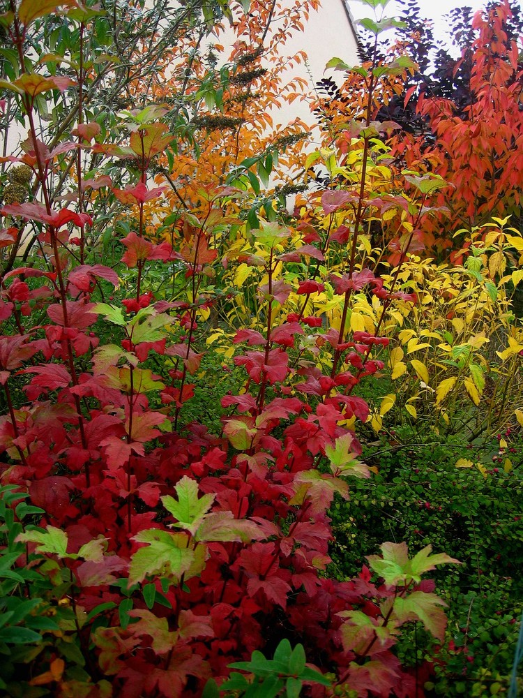 Mon jardin d'automne4