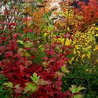 Mon jardin d'automne4