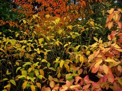 Mon jardin d'automne5