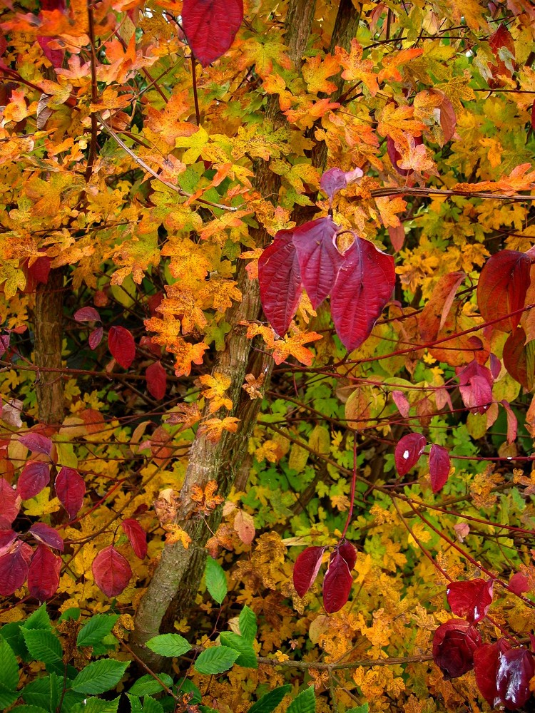 Mon jardin d'automne6