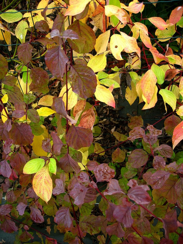 Mon jardin d'automne7