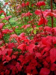 Mon jardin d'automne8