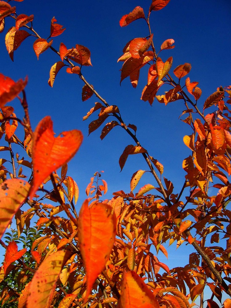 Mon jardin d'automne9