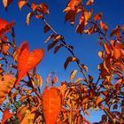 Mon jardin d'automne9