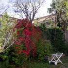 Mon jardin en automne ....