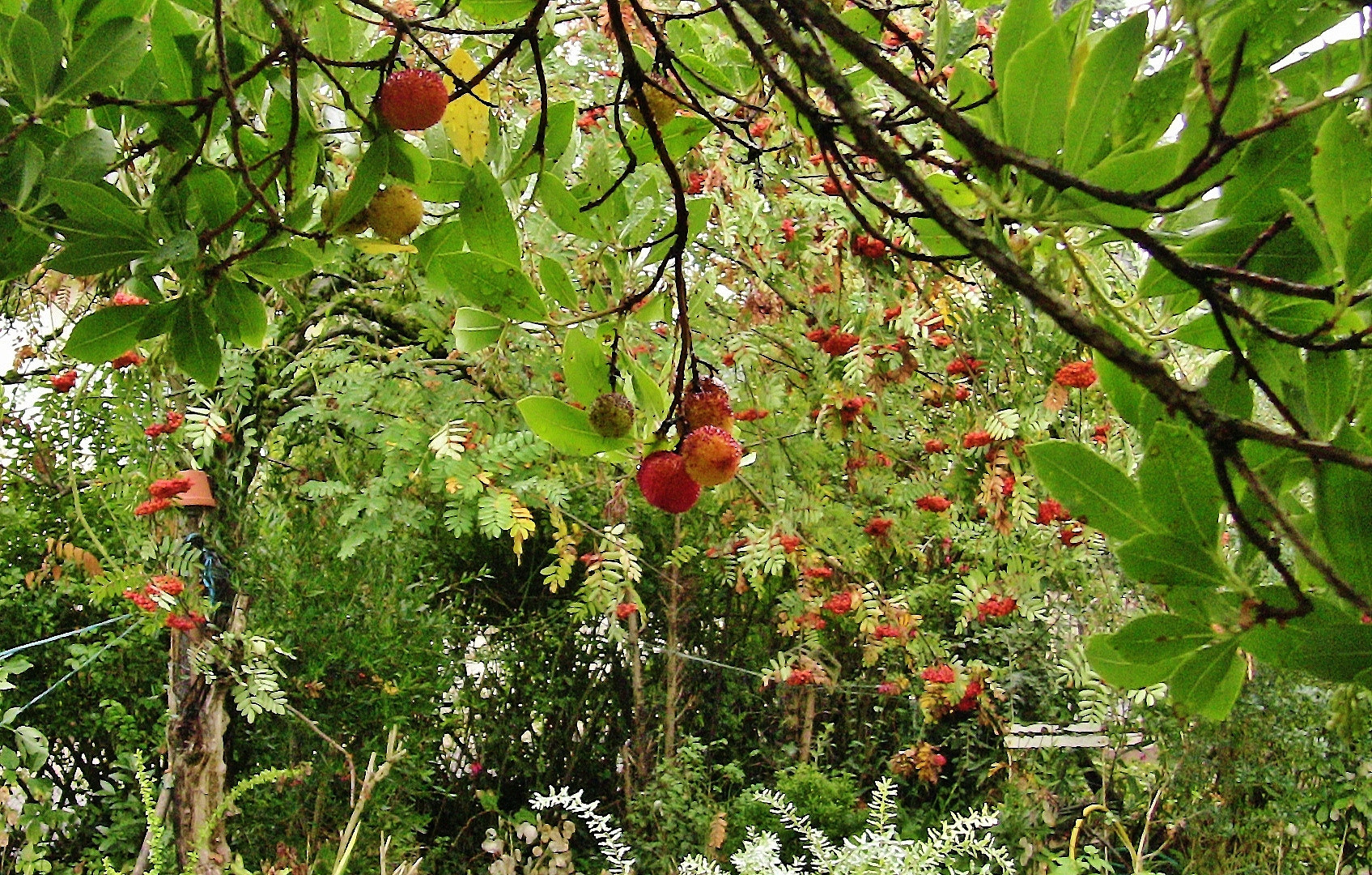 mon jardin en automne