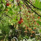 mon jardin en automne