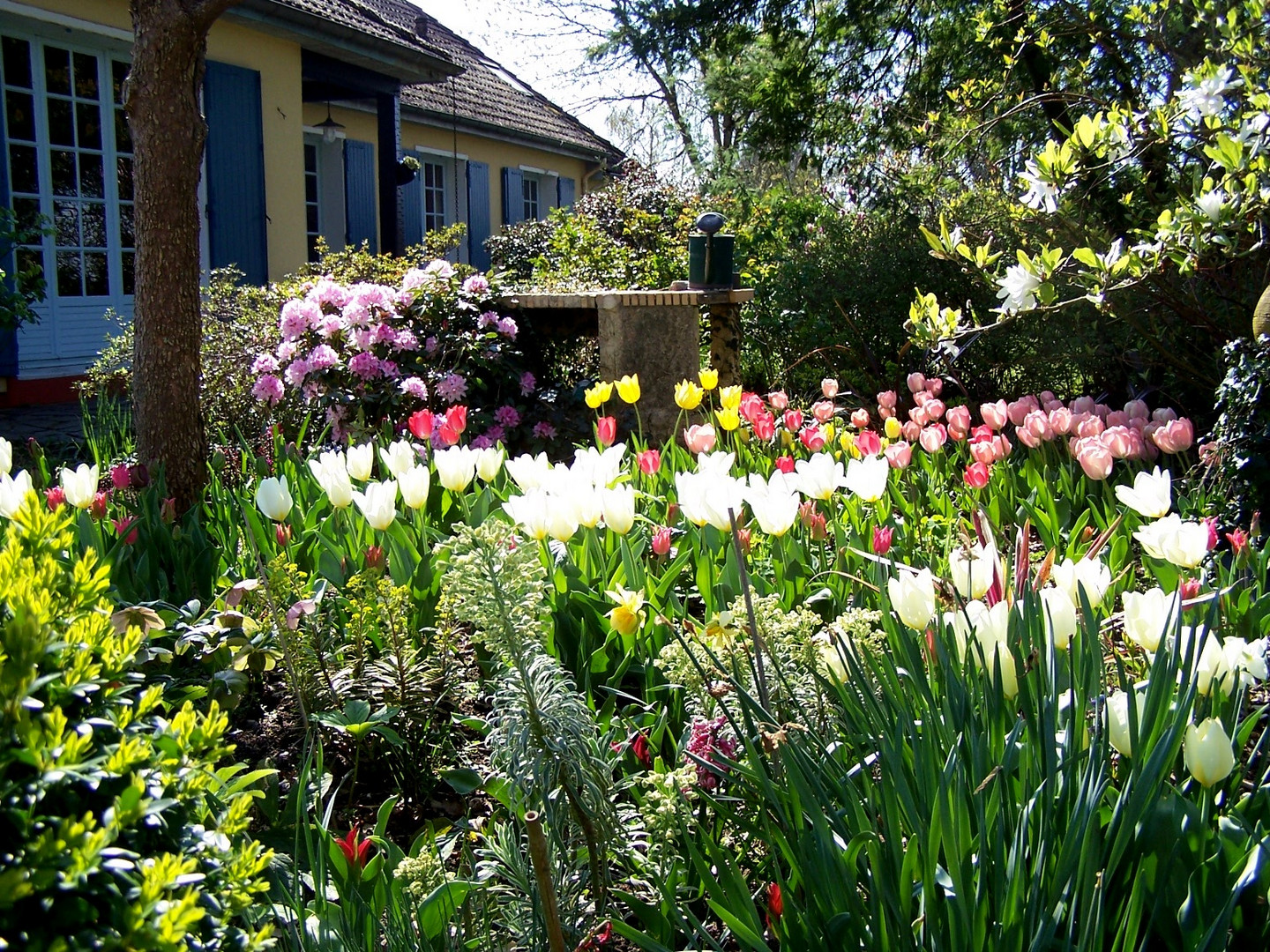 Mon jardin en ce dernier jour de Mars