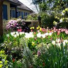 Mon jardin en ce dernier jour de Mars