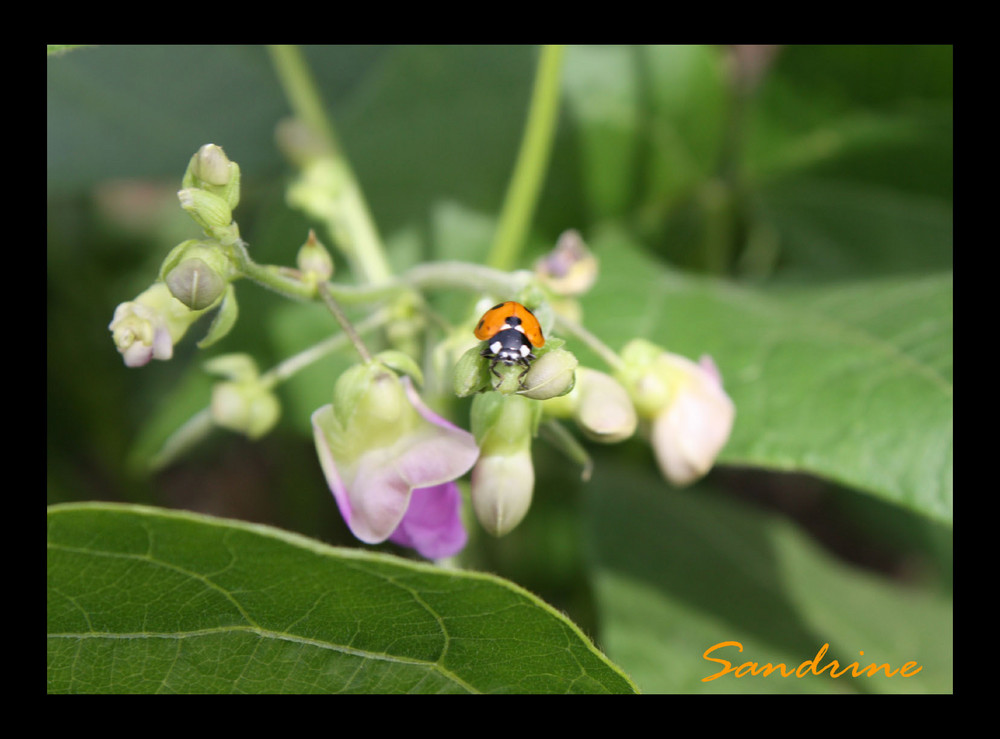 Mon jardin et moi