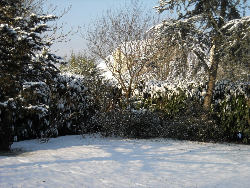 Mon jardin. Janvier 2009