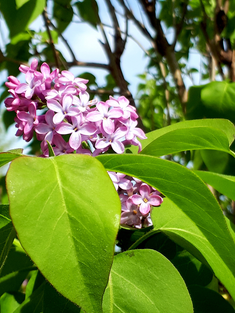 Mon lilas !