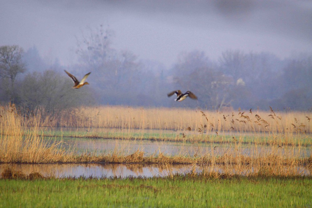 mon marais et ces oiseaux