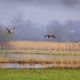 mon marais et ces oiseaux