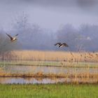 mon marais et ces oiseaux