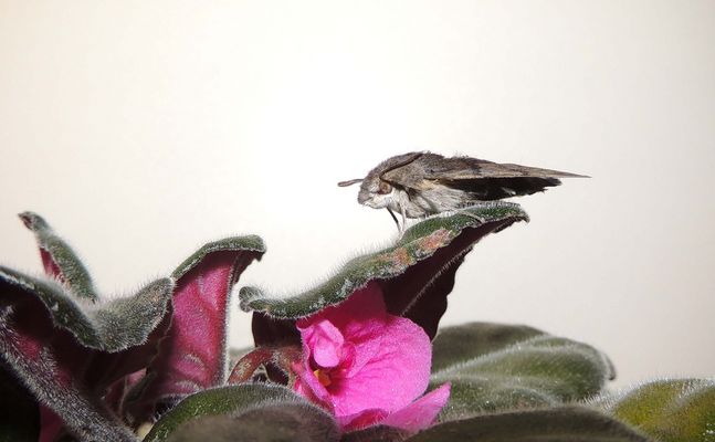 Mon nouveau locataire