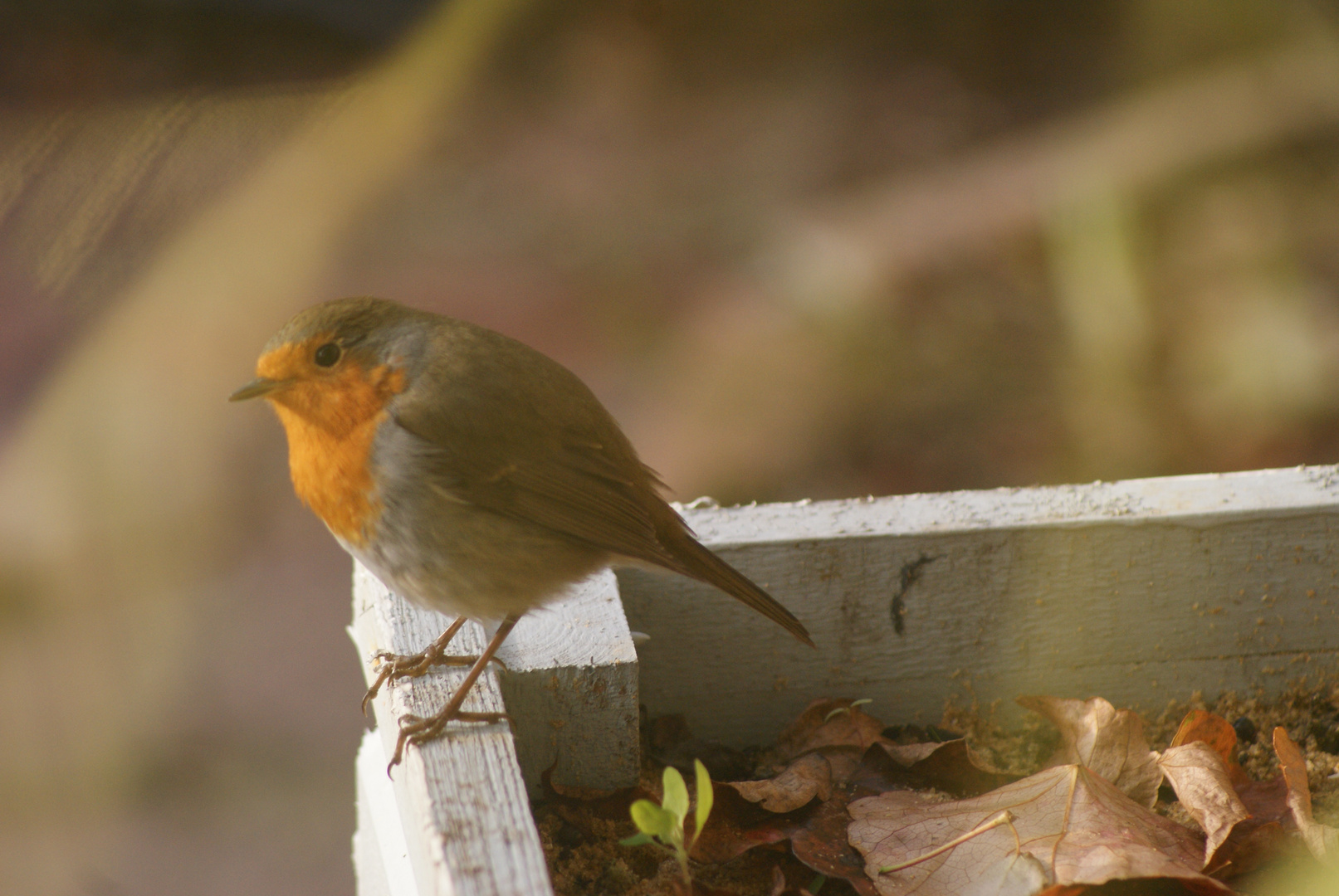 mon oiseau fétiche!