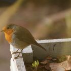 mon oiseau fétiche!