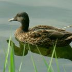 Mon oiseau fétiche