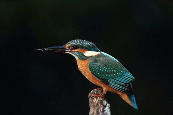 mon oiseau préféré