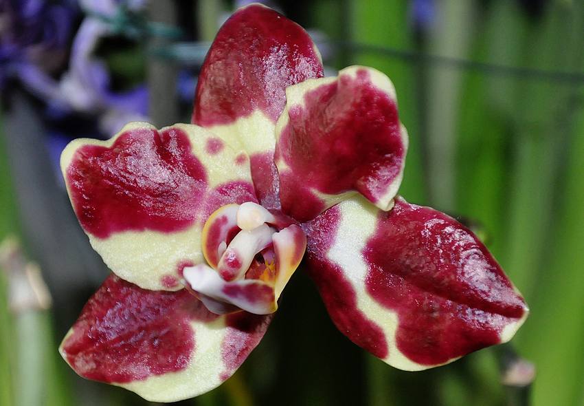 Mon orchidée à la rougeole, c'est grave