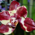 Mon orchidée à la rougeole, c'est grave