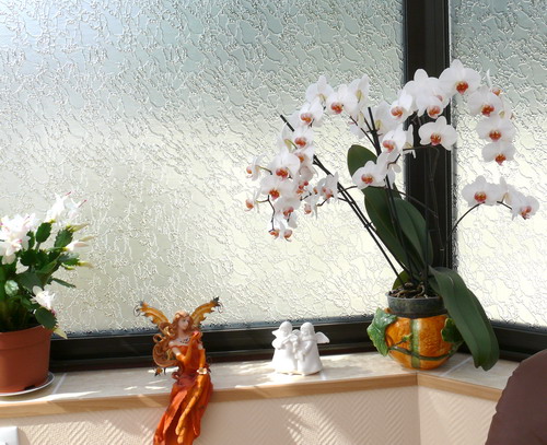 Mon orchidée c'est la troisieme année qu'il fleurit !