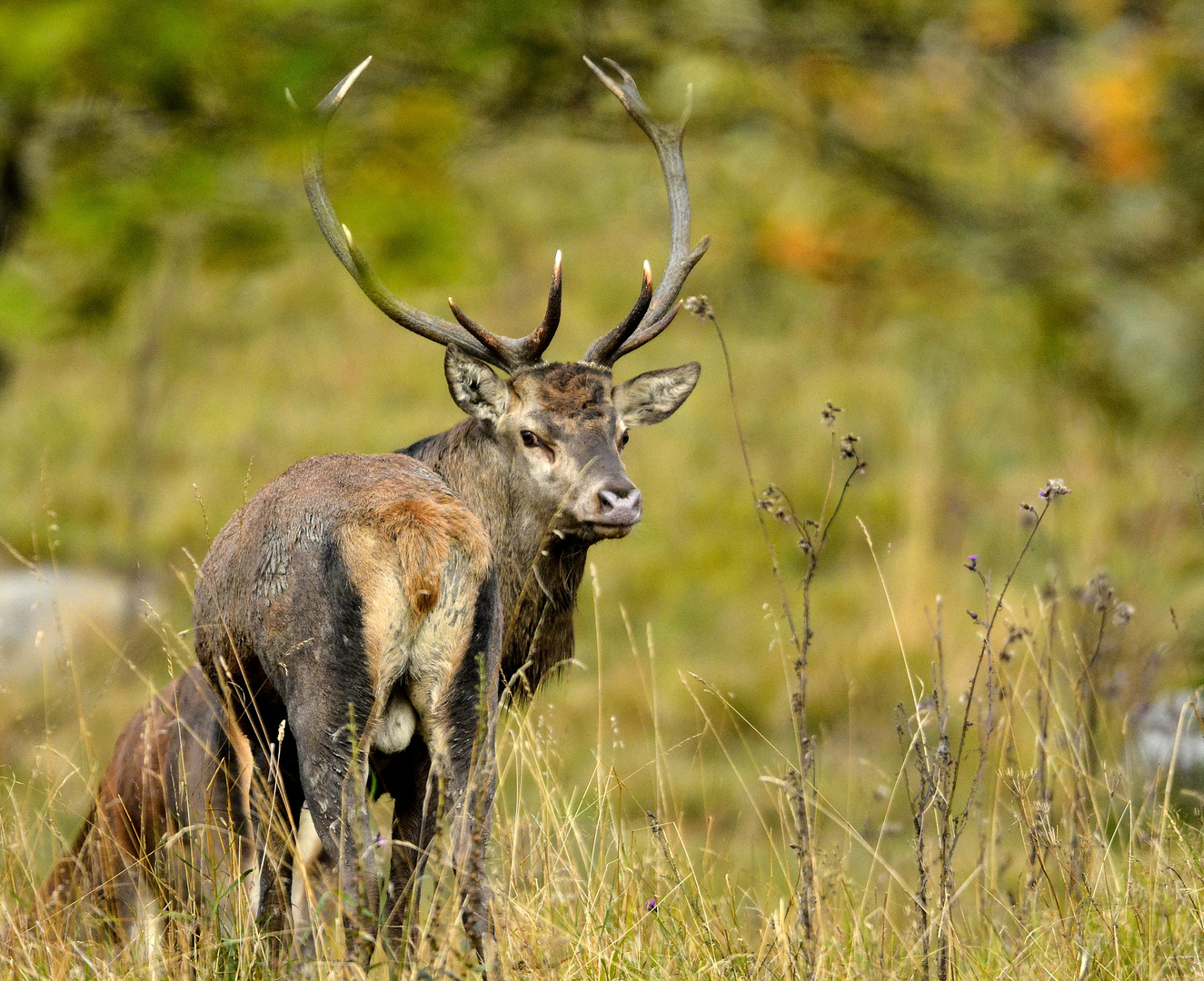 Mon pauvre vieux cerf ...