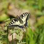 Mon permier machaon ......