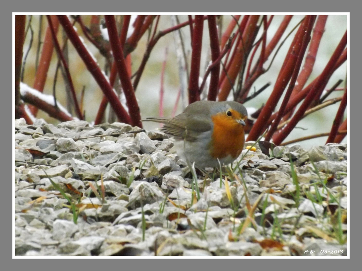 Mon petit ami le rouge-gorge