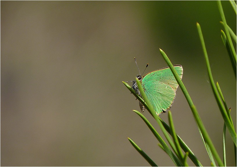 MON PETIT ARGUS VERT