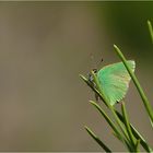 MON PETIT ARGUS VERT