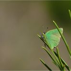 MON PETIT ARGUS VERT