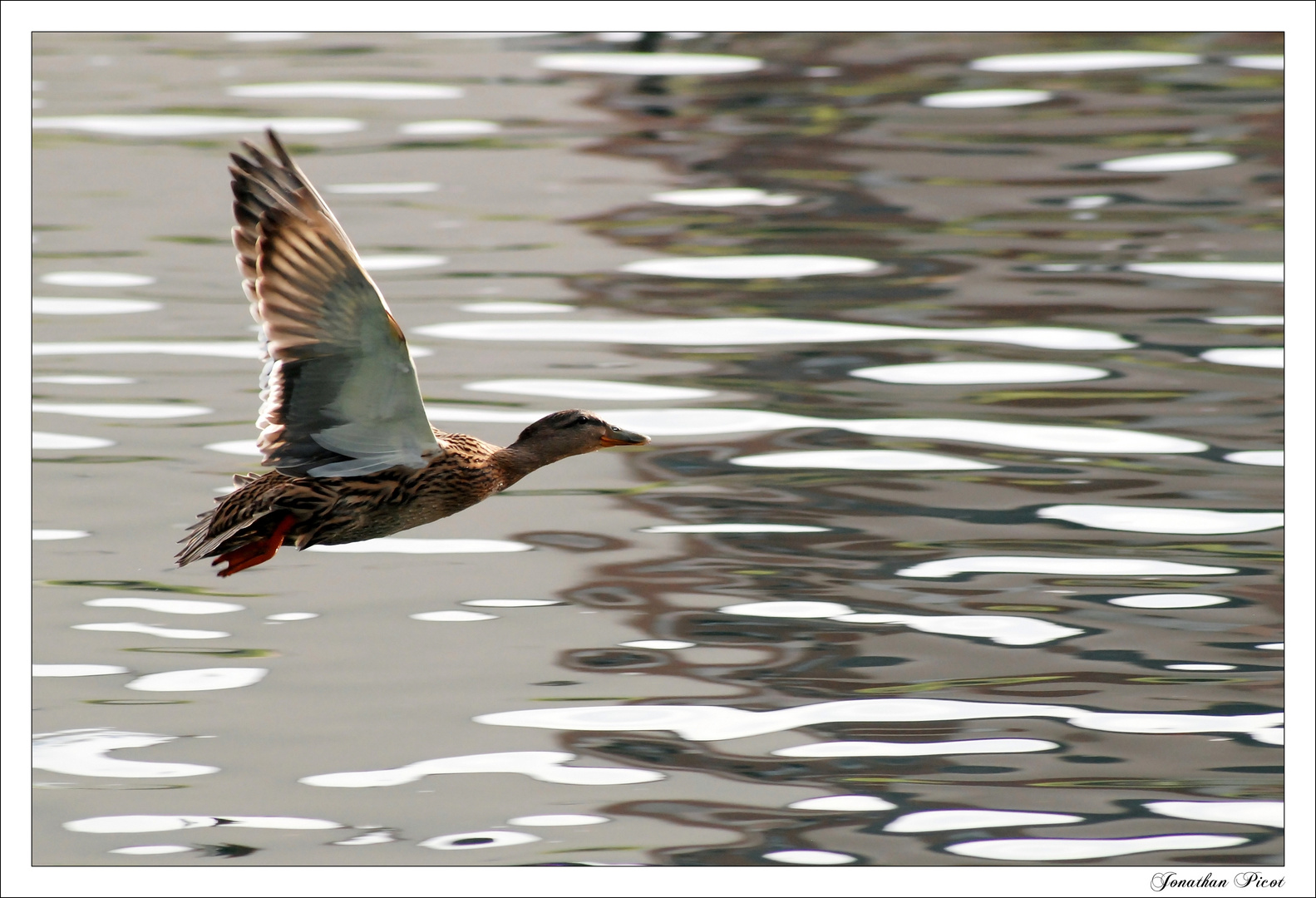 ...Mon petit canard...