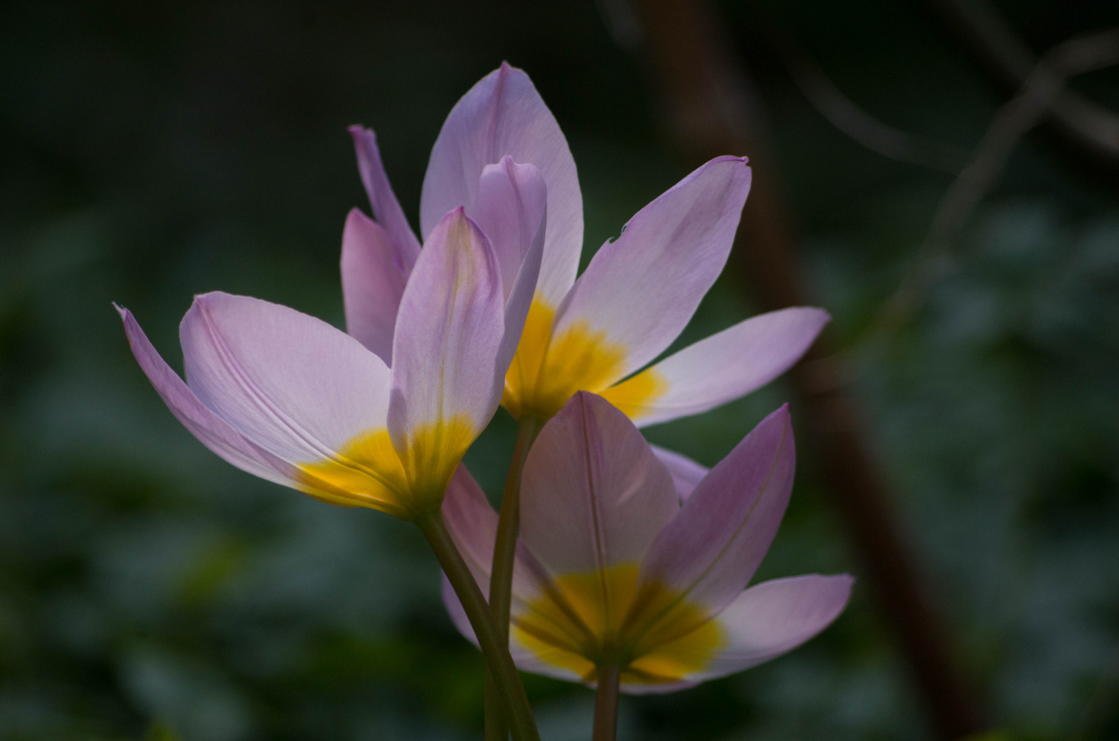 Mon petit jardin