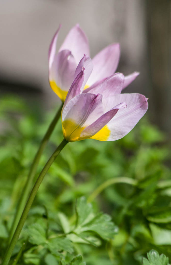 mon petit jardin