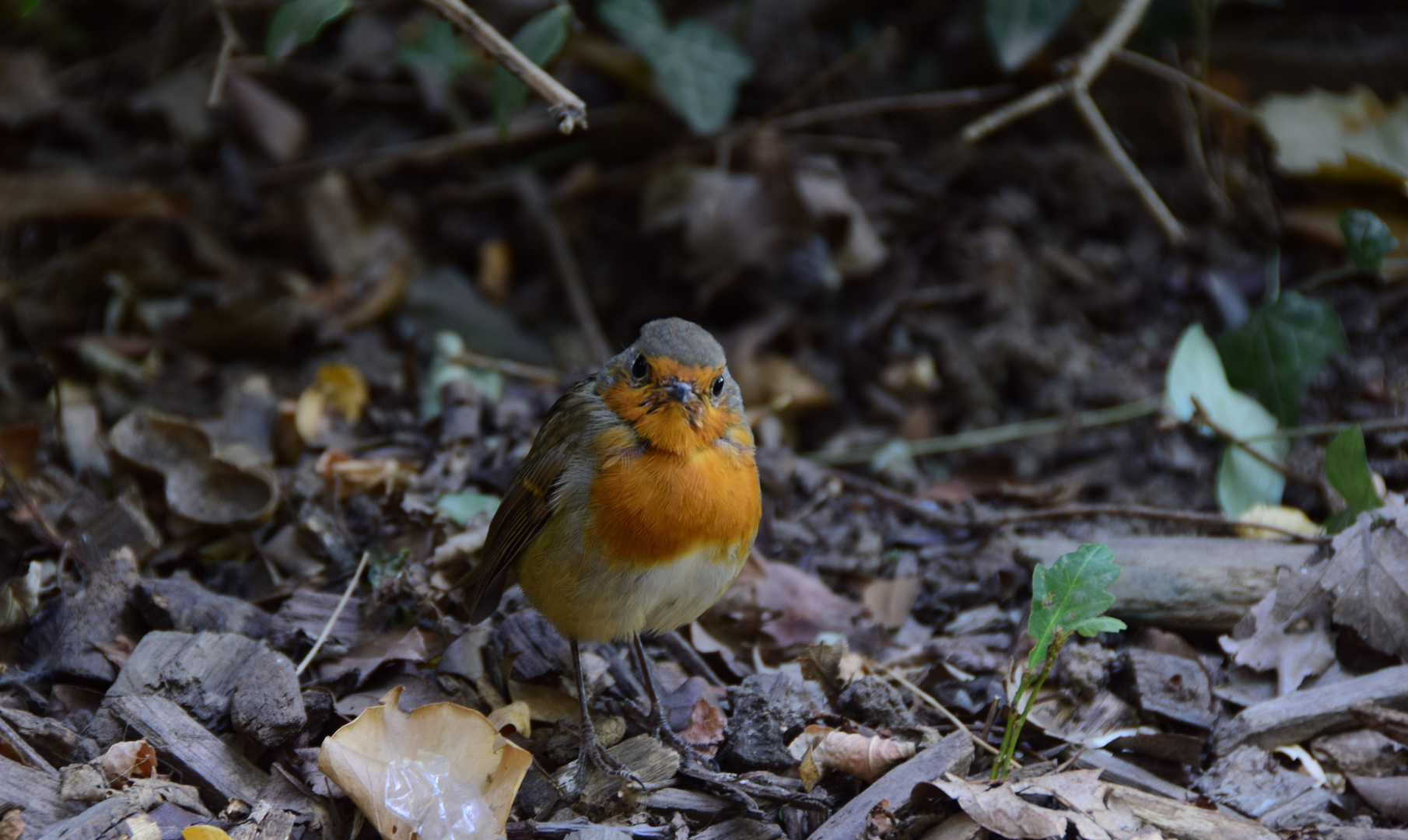 mon petit oiseau 