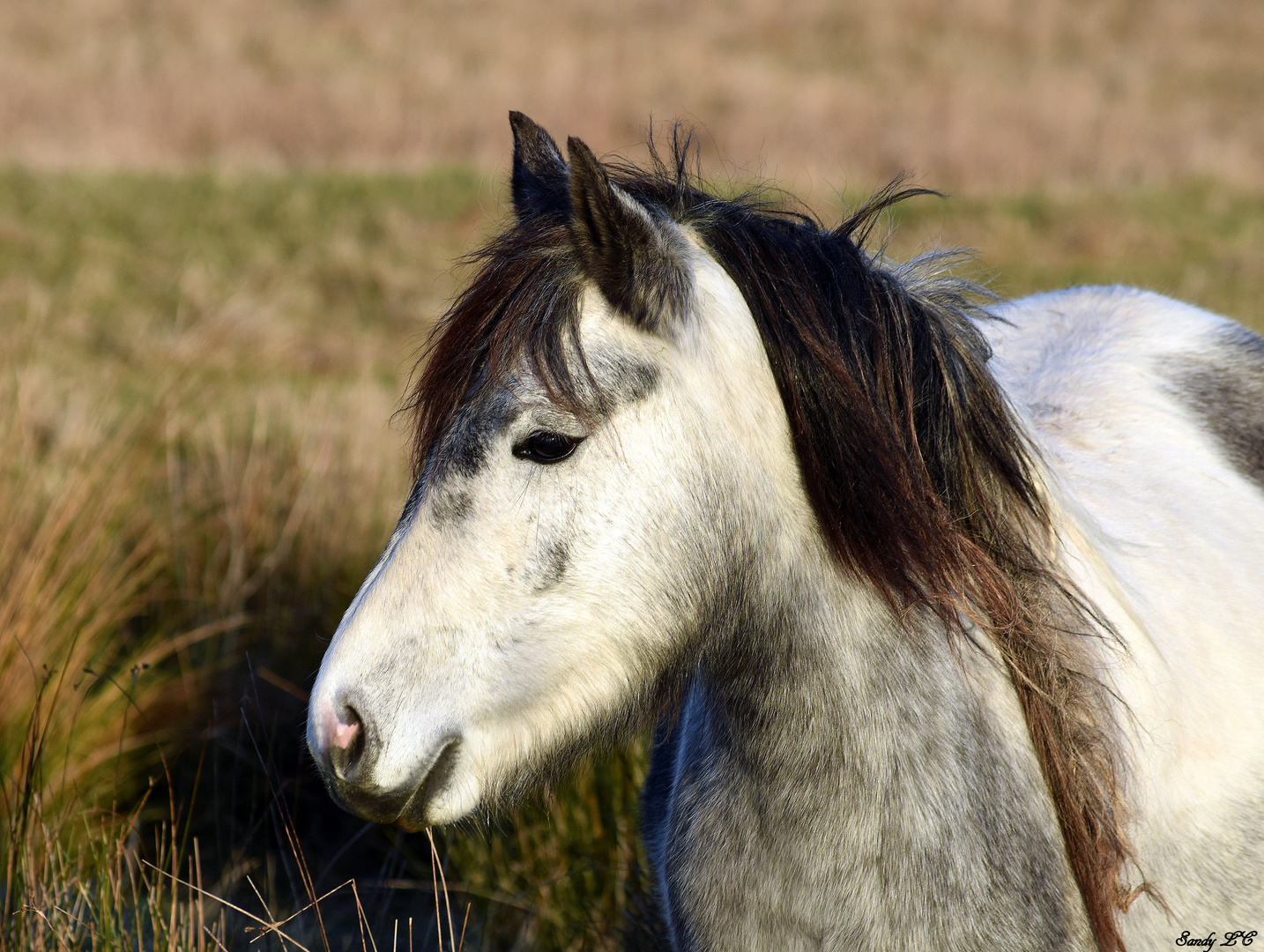 Mon petit poney